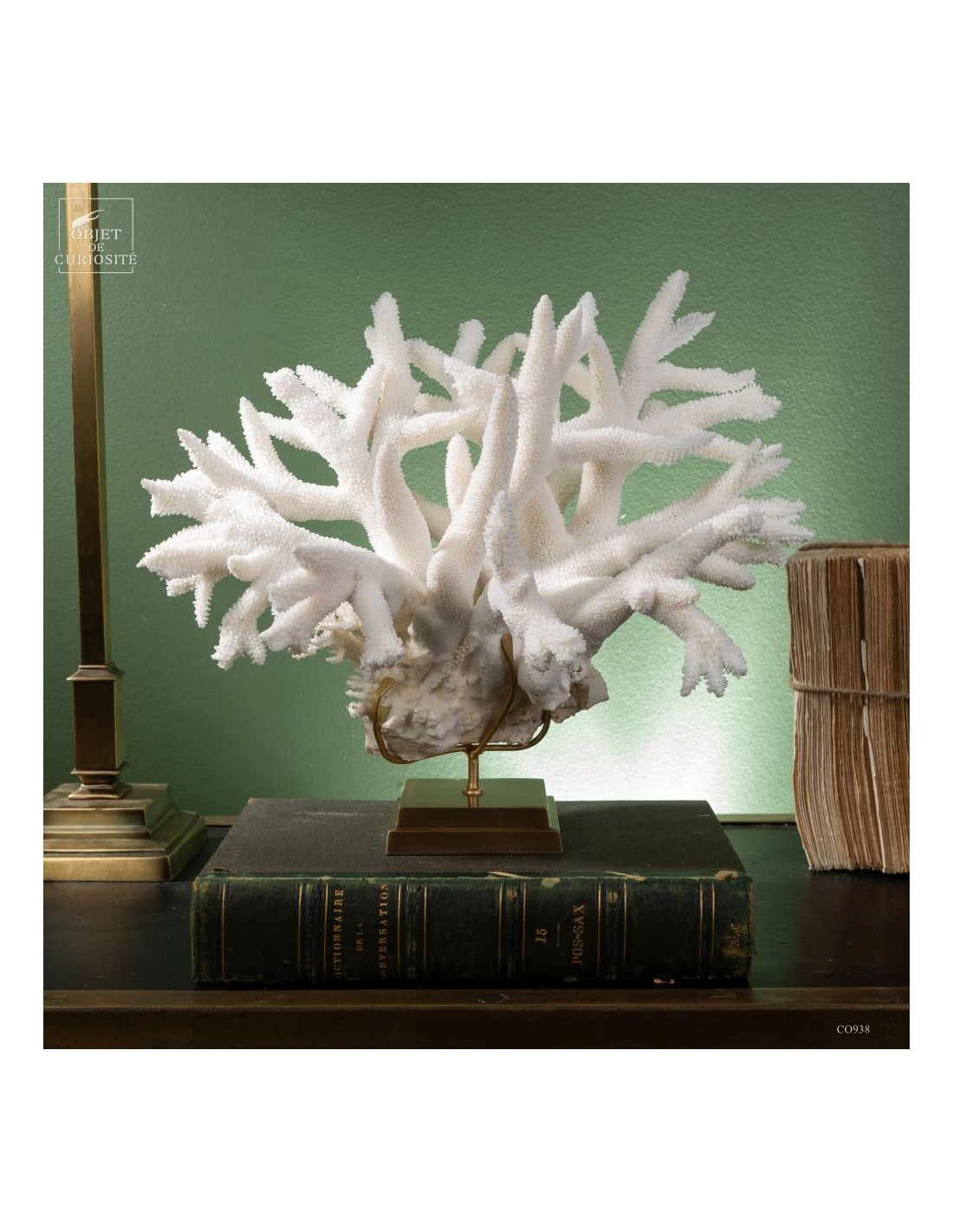 White Staghorn Coral - Acropora... White Staghorn Coral - Acropora...