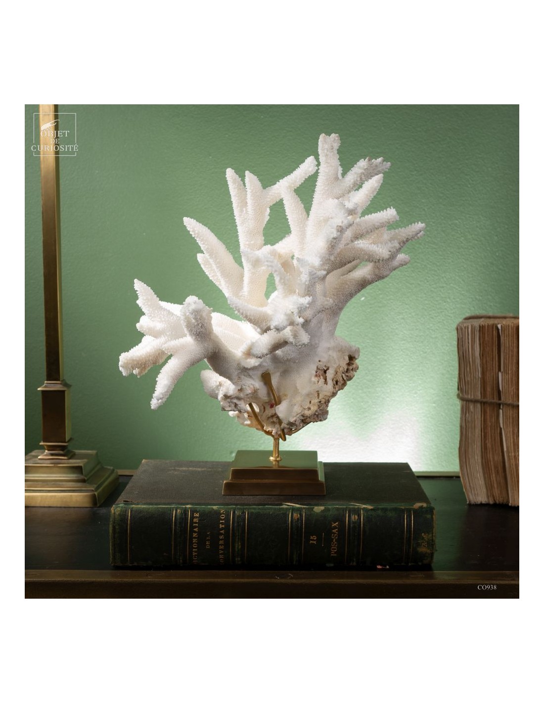 White Staghorn Coral - Acropora... White Staghorn Coral - Acropora...