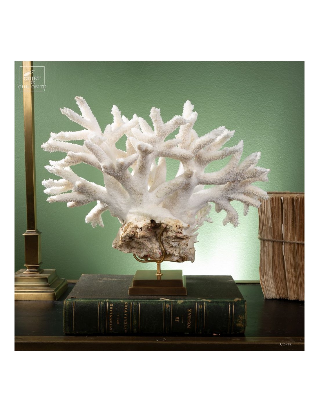 White Staghorn Coral - Acropora... White Staghorn Coral - Acropora...