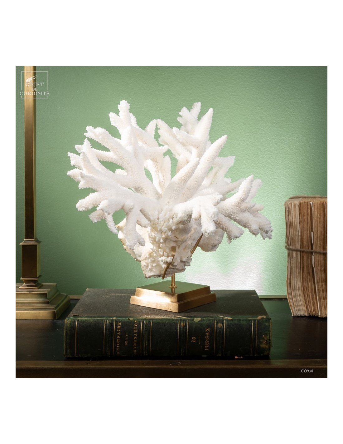 White Staghorn Coral - Acropora... White Staghorn Coral - Acropora...