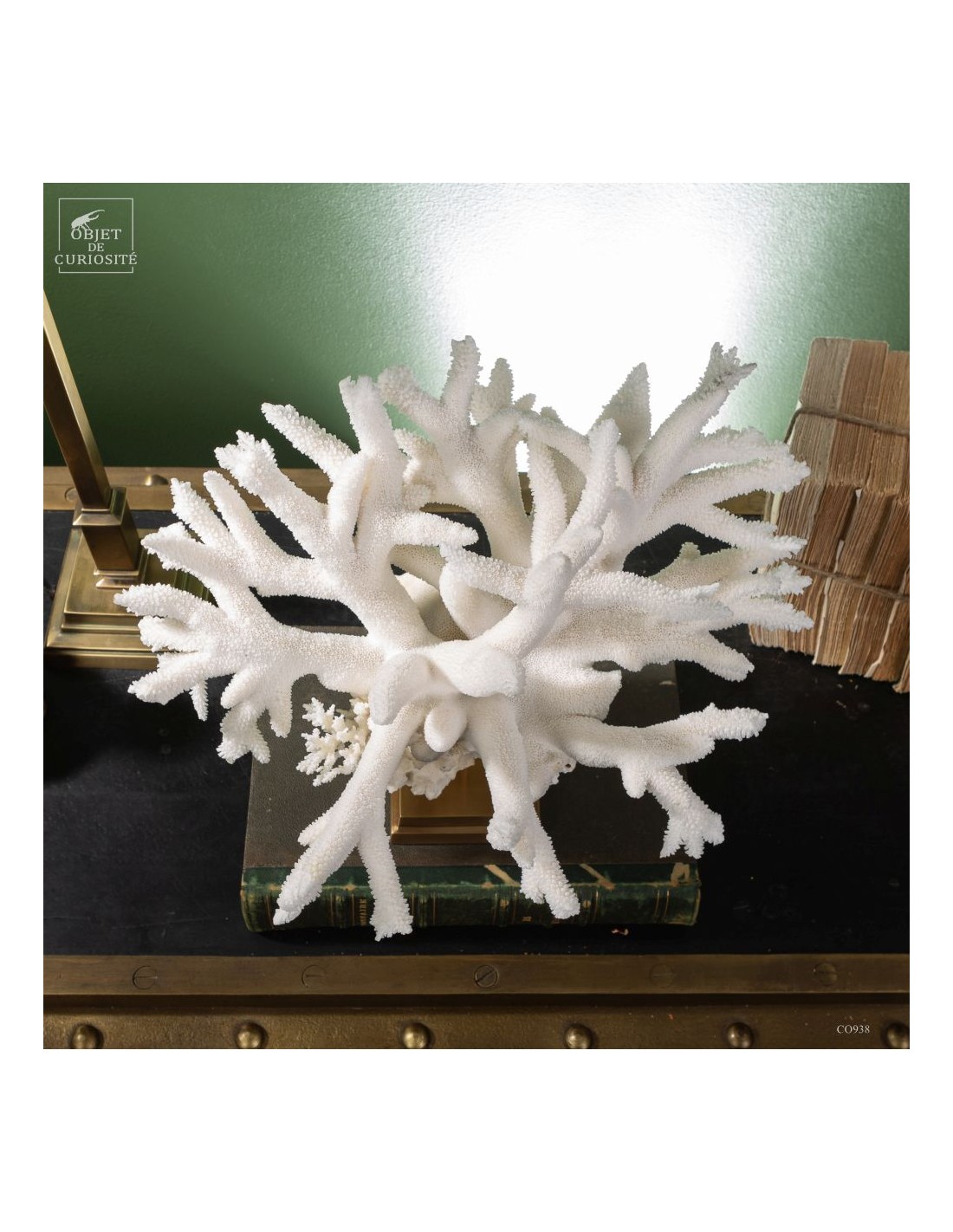 White Staghorn Coral - Acropora... White Staghorn Coral - Acropora...