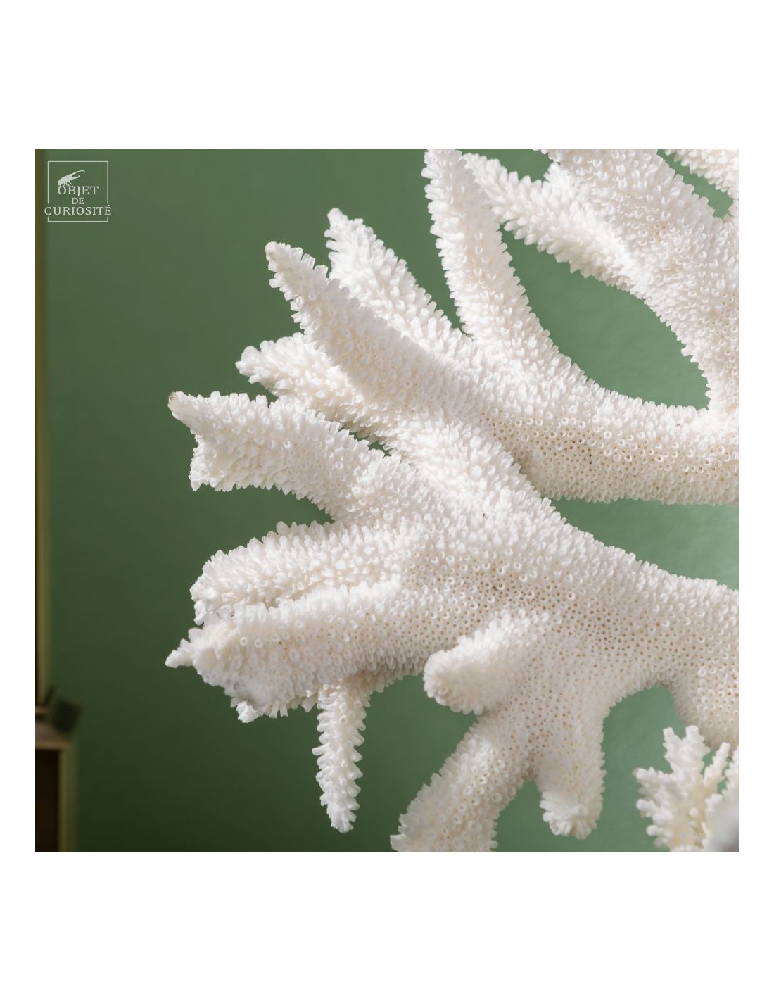 White Staghorn Coral - Acropora... White Staghorn Coral - Acropora...
