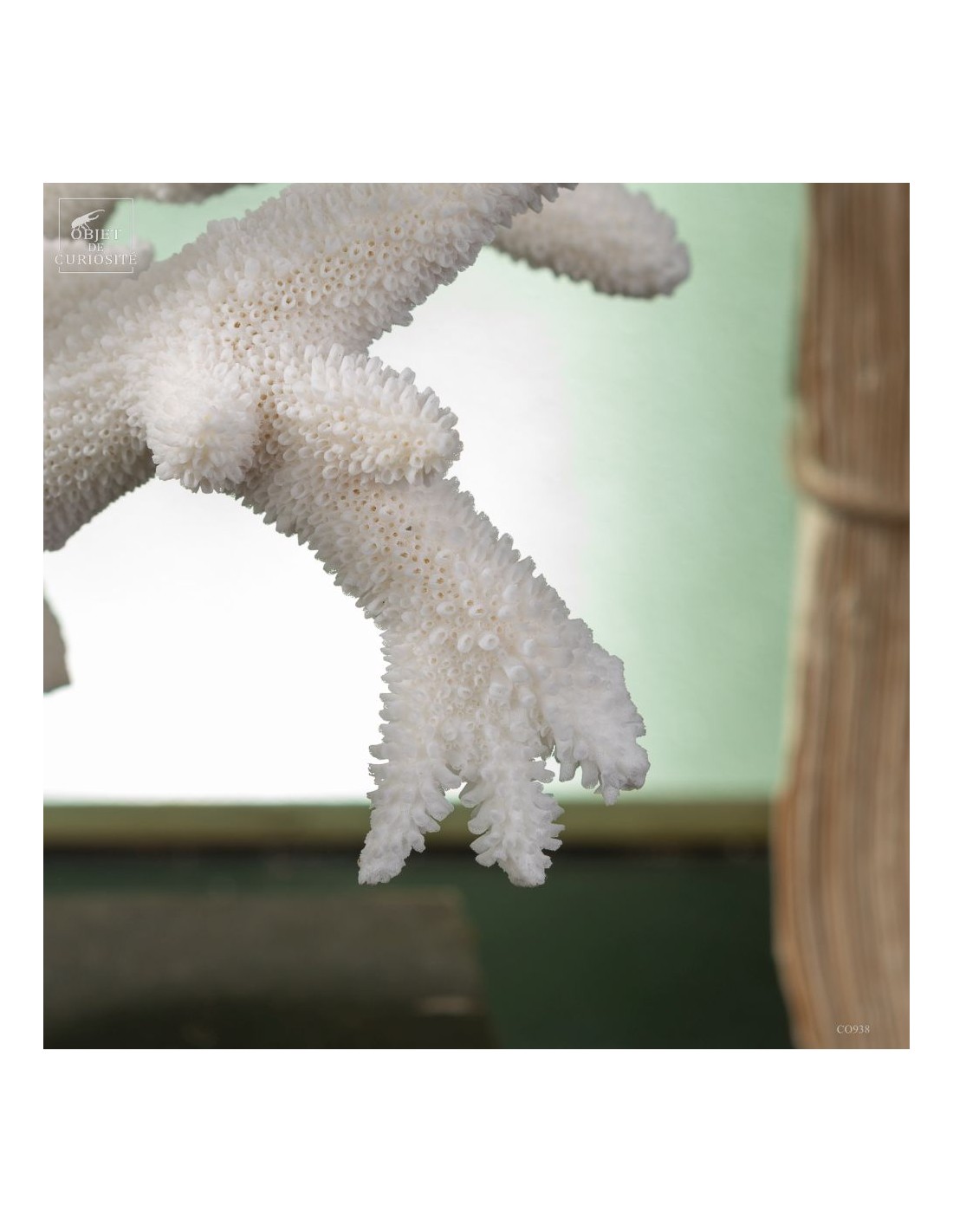White Staghorn Coral - Acropora... White Staghorn Coral - Acropora...