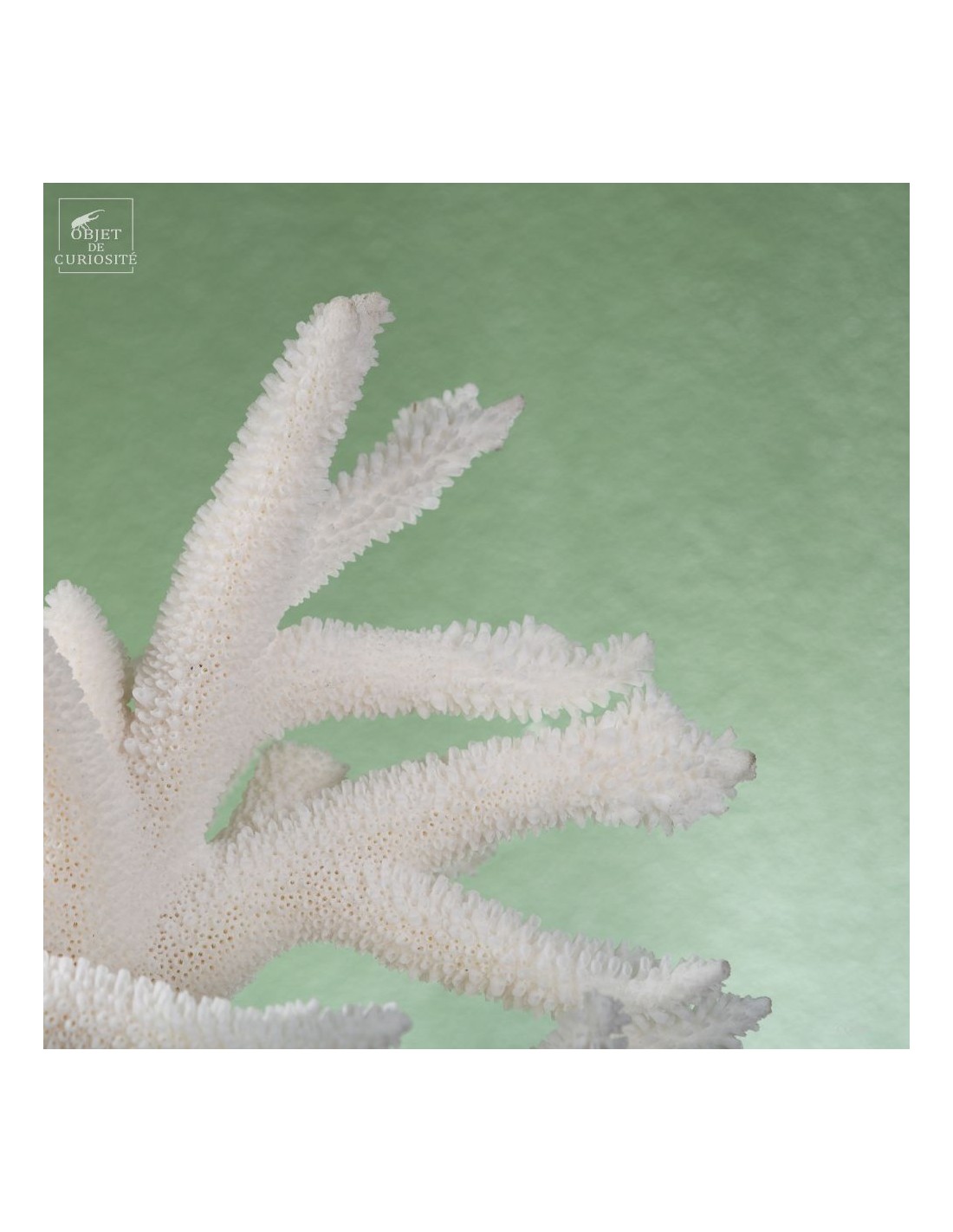 White Staghorn Coral - Acropora... White Staghorn Coral - Acropora...