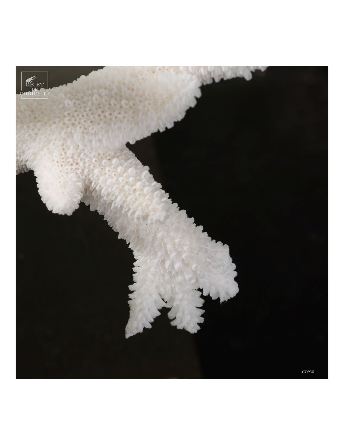 White Staghorn Coral - Acropora... White Staghorn Coral - Acropora...