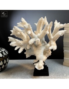 Corail blanc staghorn -...