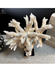 Corail blanc staghorn -... 2