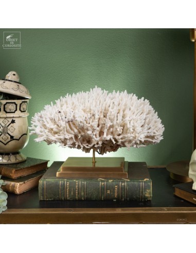 Corail pics nids SERIATOPORA HYSTRIX...