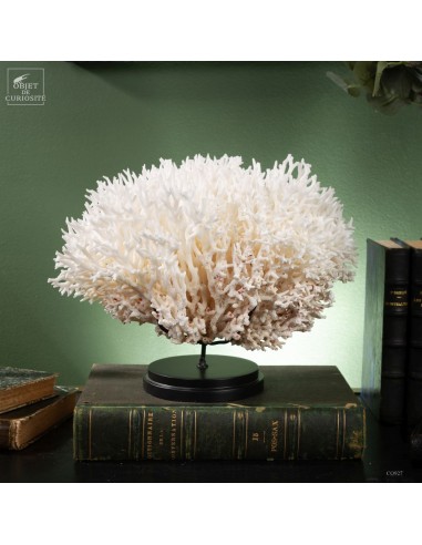 Corail pics nids SERIATOPORA HYSTRIX...