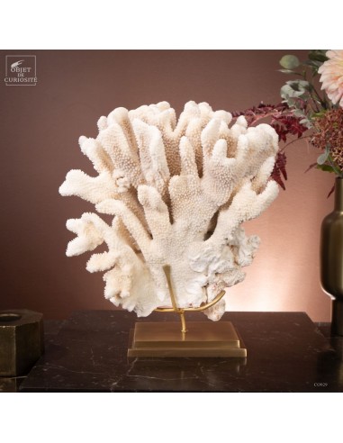 Corail choux fleur -POCILLOPORA...