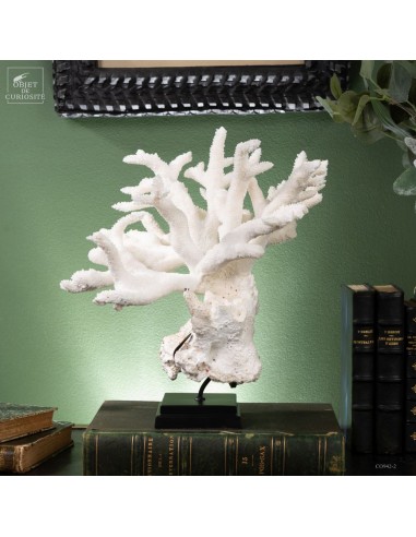 Corail blanc staghorn - ACROPORA...