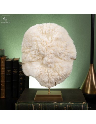 Corail blanc Bowl  HALOMITRA PILEUS...