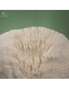 Corail blanc Bowl... 2