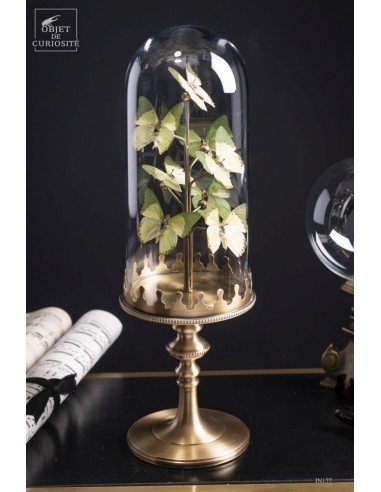 8 soft green butterflies under glass...