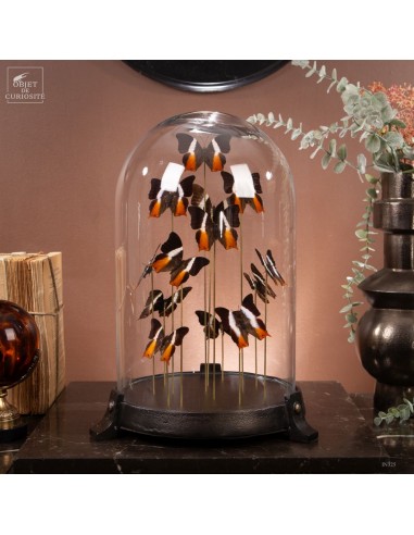 13 Papillons PALLA USSHERI  sous globe