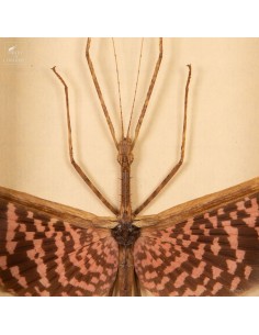 Tessellated stick insect -... 2