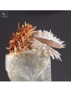 The New Curiosities: Bottle... 2