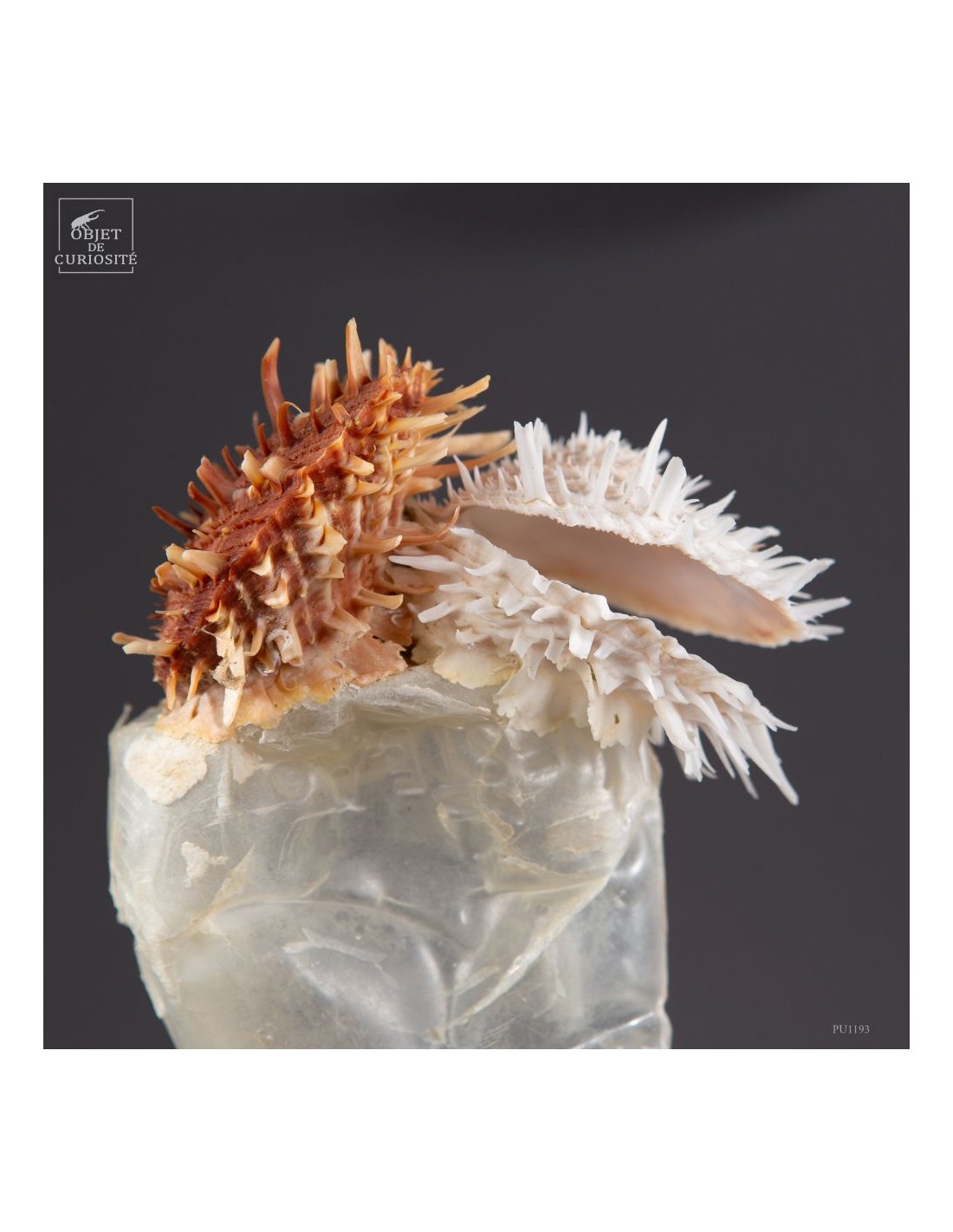 Les nouvelles curiosités : Bouteille... Les nouvelles curiosités : Bouteille...