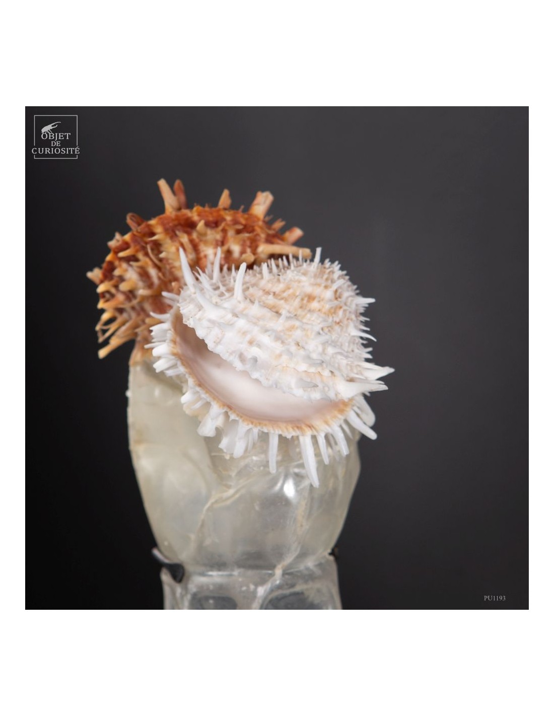 Les nouvelles curiosités : Bouteille... Les nouvelles curiosités : Bouteille...