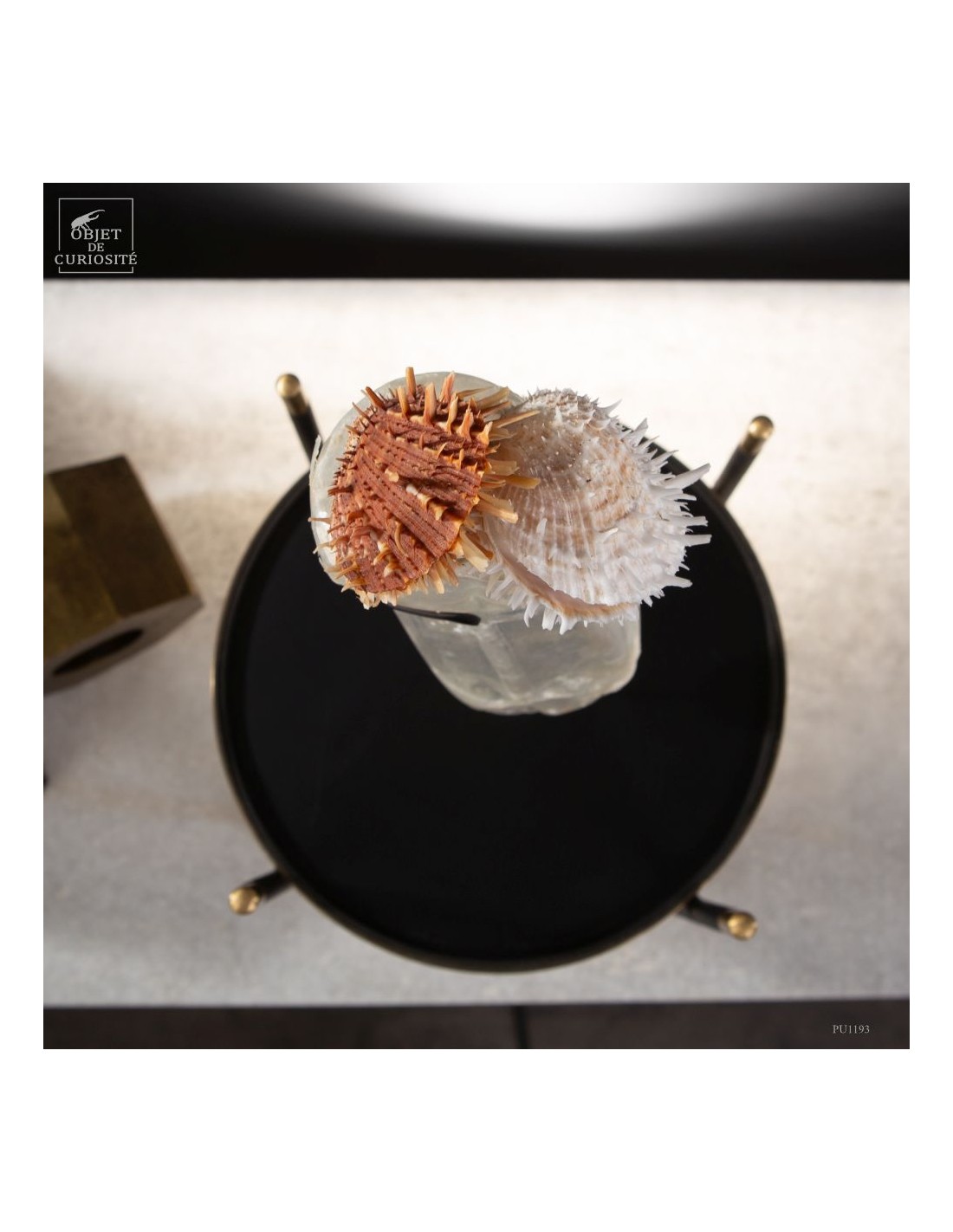 Les nouvelles curiosités : Bouteille... Les nouvelles curiosités : Bouteille...