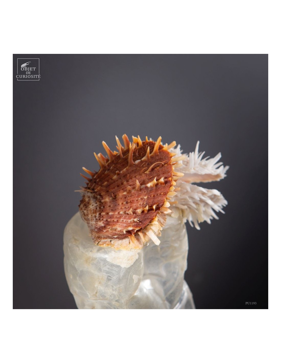 Les nouvelles curiosités : Bouteille... Les nouvelles curiosités : Bouteille...