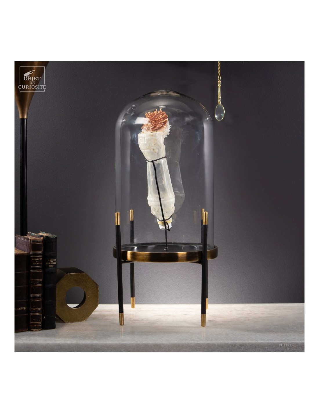 Les nouvelles curiosités : Bouteille... Les nouvelles curiosités : Bouteille...