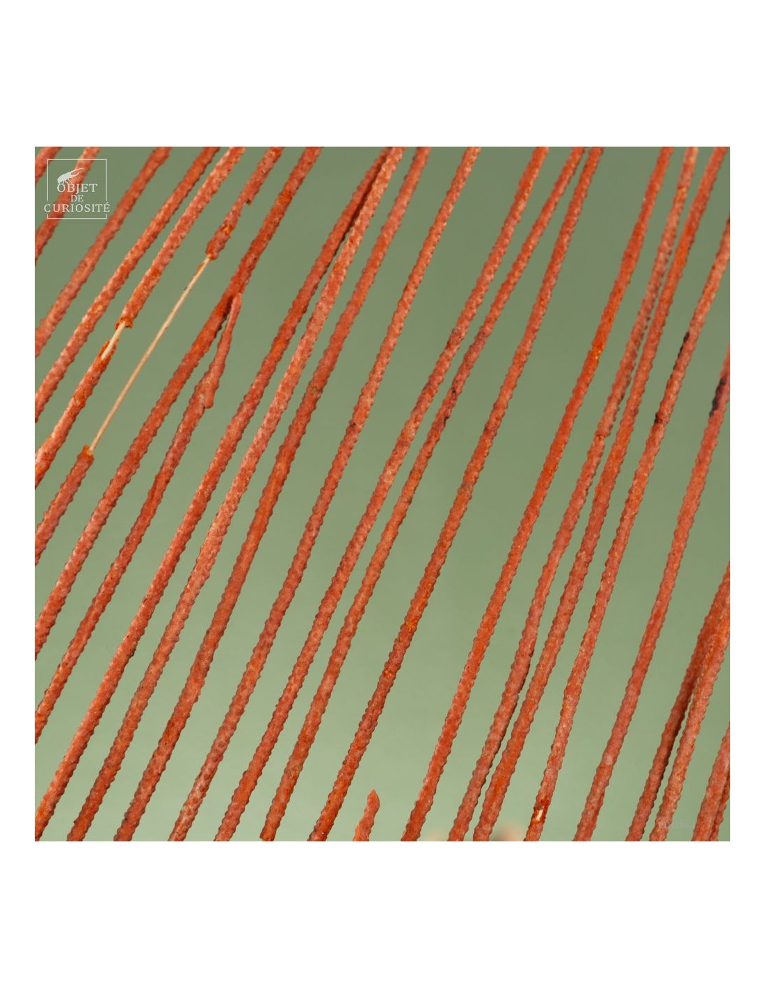 gorgone LYRE orange sur base noire gorgone LYRE orange sur base noire