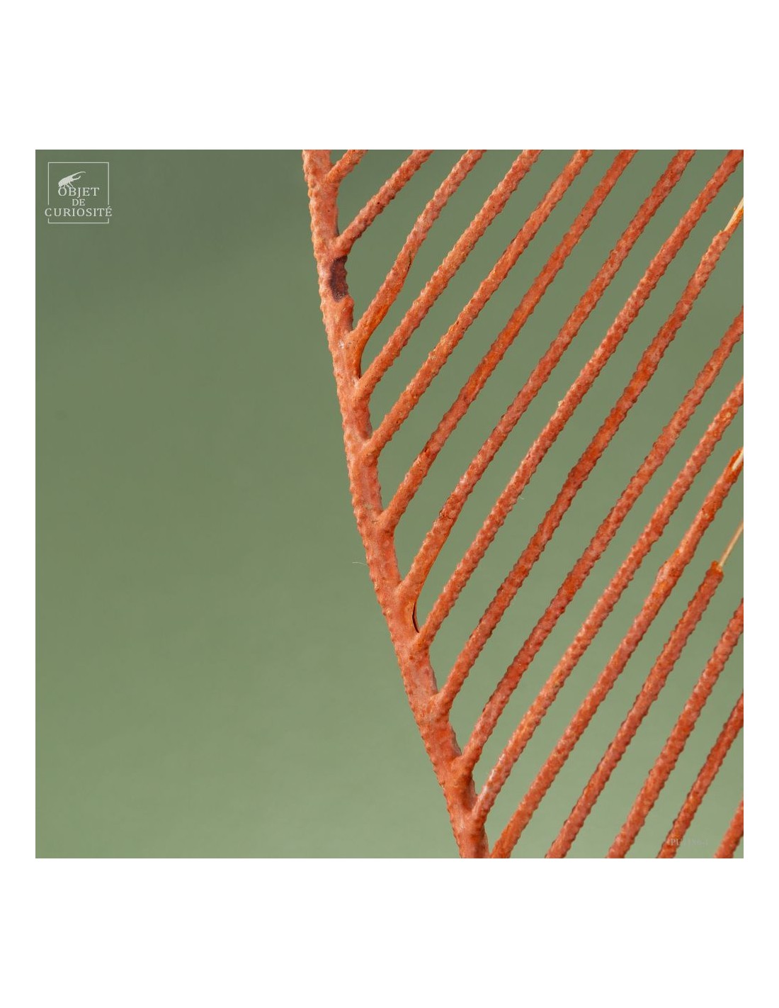 gorgone LYRE orange sur base noire gorgone LYRE orange sur base noire