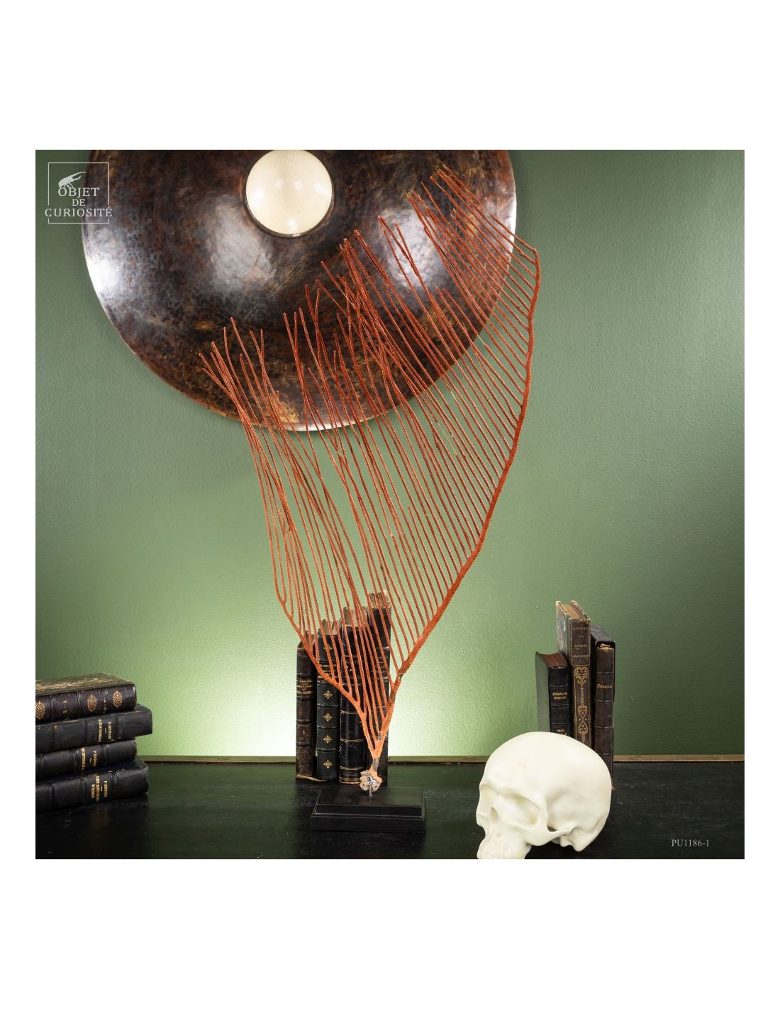 gorgone LYRE orange sur base noire gorgone LYRE orange sur base noire