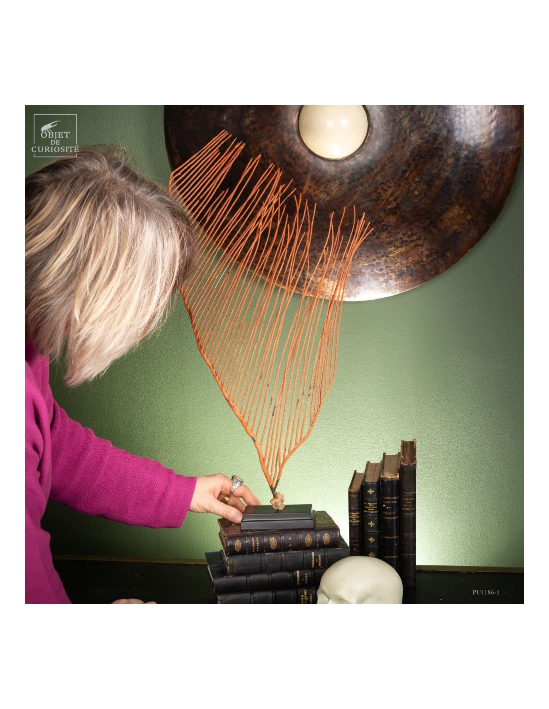 gorgone LYRE orange sur base noire gorgone LYRE orange sur base noire