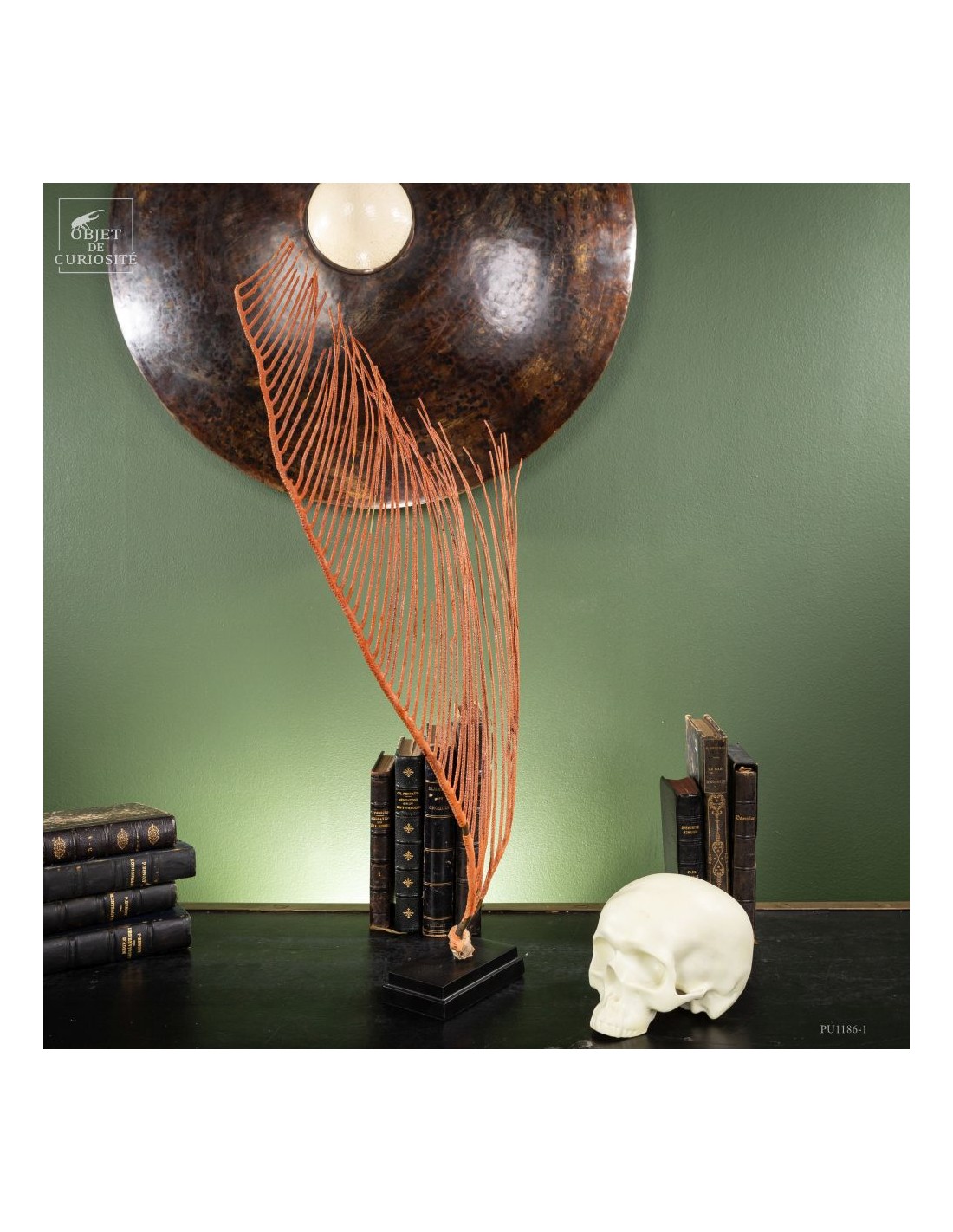 gorgone LYRE orange sur base noire gorgone LYRE orange sur base noire