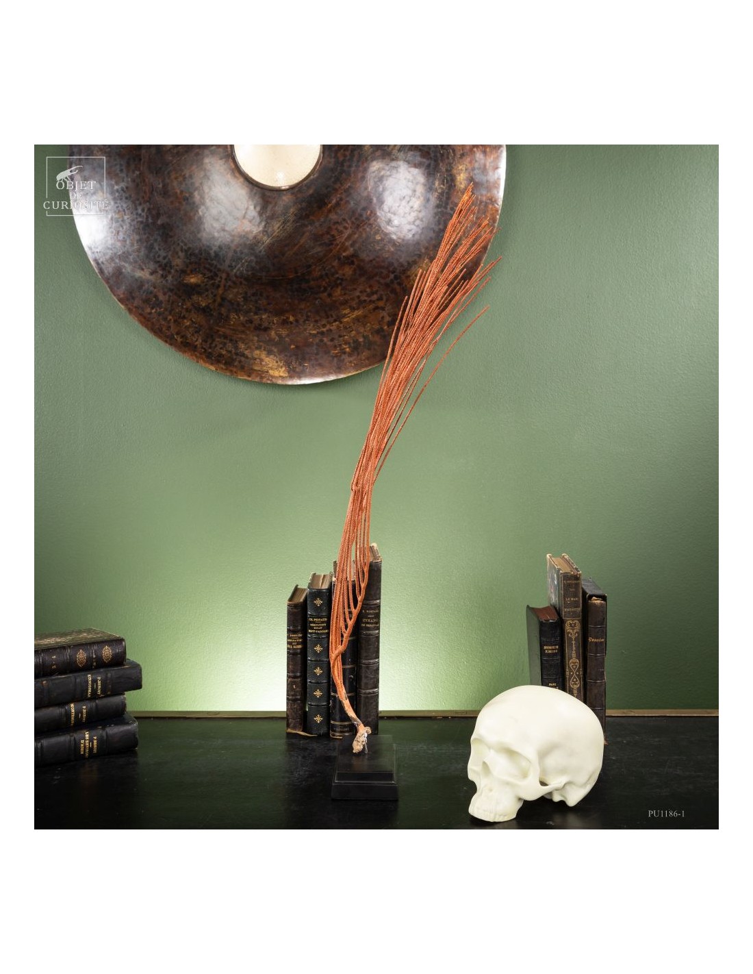 gorgone LYRE orange sur base noire gorgone LYRE orange sur base noire