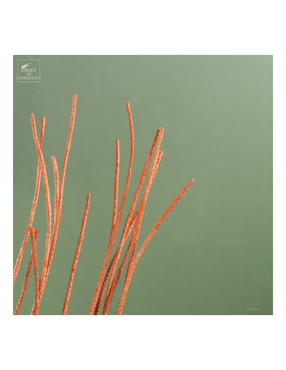 gorgone LYRE orange sur base noire gorgone LYRE orange sur base noire