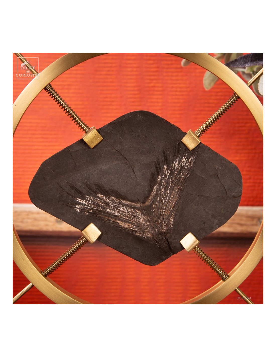 Fossile de queue de poisson sur... Fossile de queue de poisson sur...