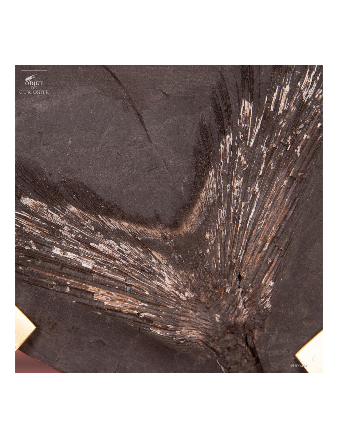 Fossile de queue de poisson sur... Fossile de queue de poisson sur...