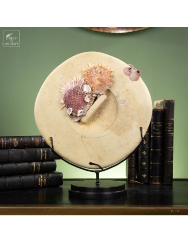 Les nouvelles curiosités : Couvercle...