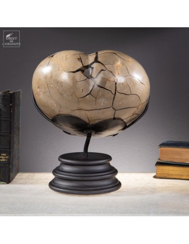 Heart of septaria with opening... Heart of septaria with opening...