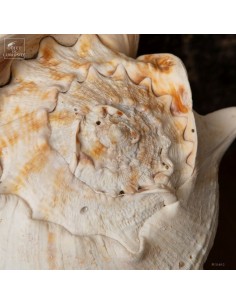 Cassis Cornuta (Horned... 2