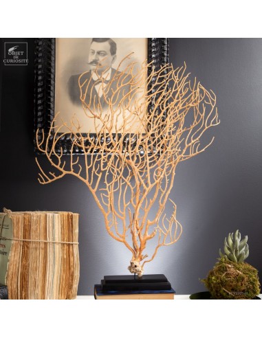 Beige Filament Gorgonian (Leptogorgia...
