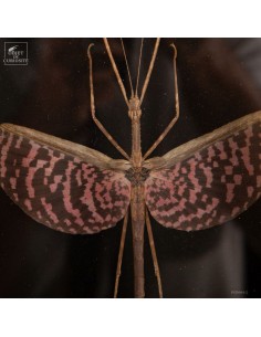 Tessellated stick insect -... 2