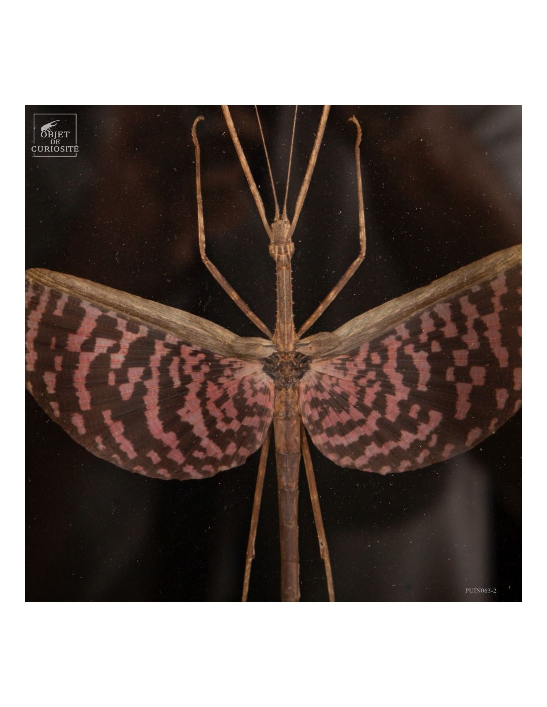 Phasme tesselé - Diesbachia tamyris -... Phasme tesselé - Diesbachia tamyris -...