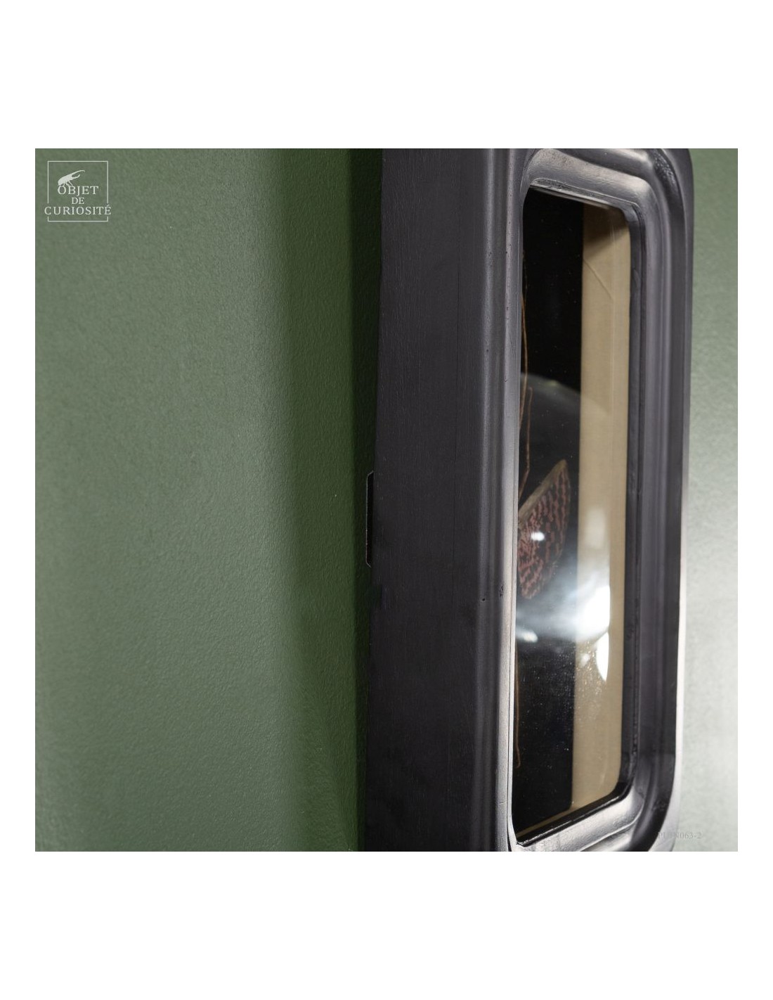 Phasme tesselé - Diesbachia tamyris -... Phasme tesselé - Diesbachia tamyris -...