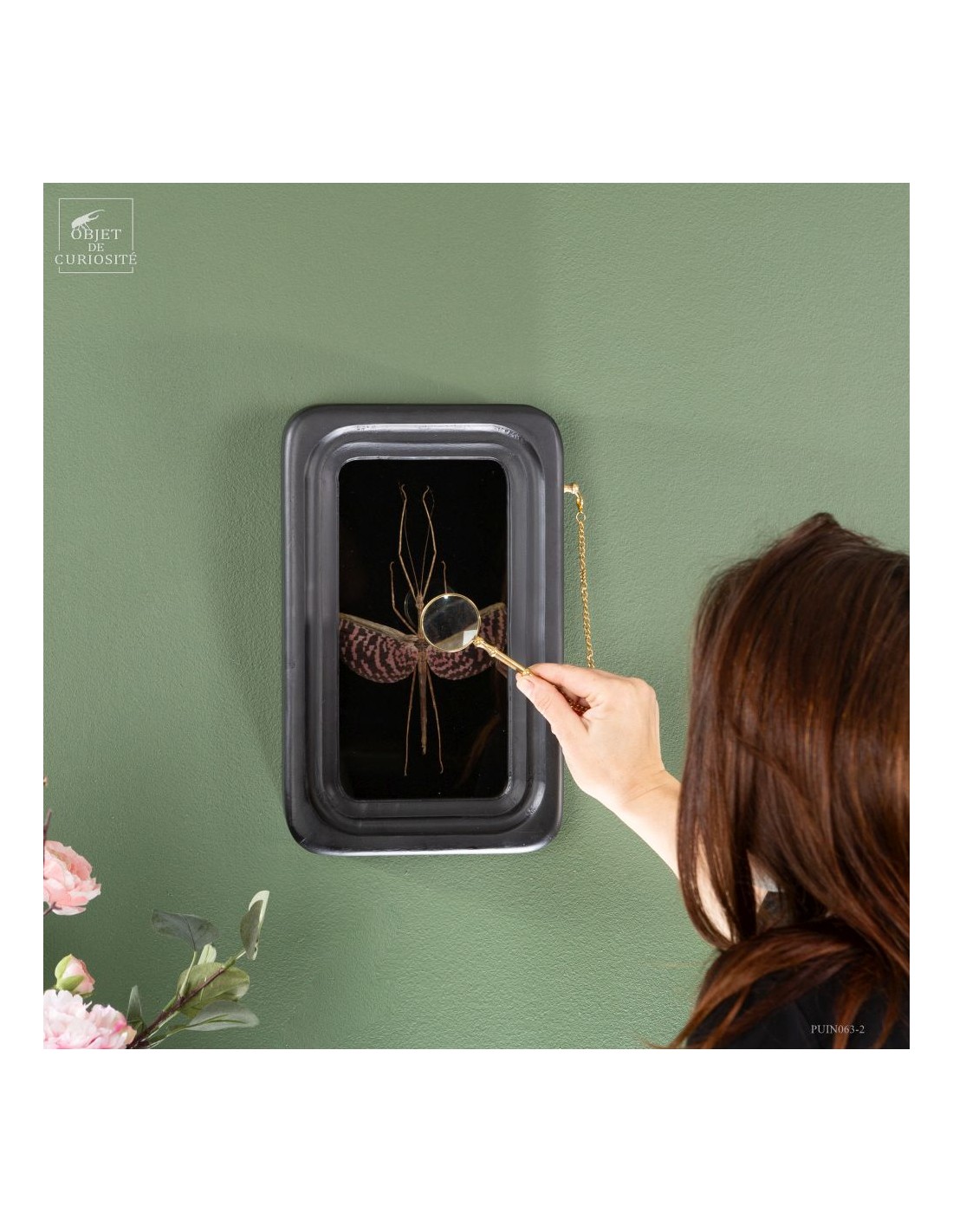 Phasme tesselé - Diesbachia tamyris -... Phasme tesselé - Diesbachia tamyris -...