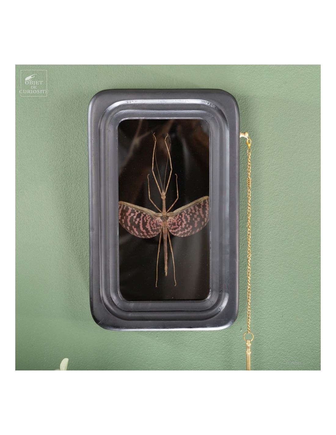 Phasme tesselé - Diesbachia tamyris -... Phasme tesselé - Diesbachia tamyris -...