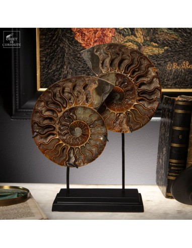 Ammonite complète de Madagascar sciée...