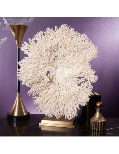 White table coral ACROPORA HYACINTUS,...