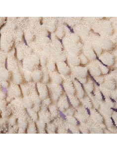 White table coral ACROPORA... 2