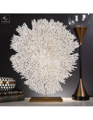 Corail blanc Table sp. ACROPORA...