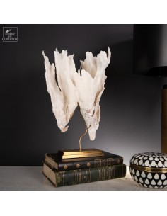 Corail blanc PACHYSERIS...