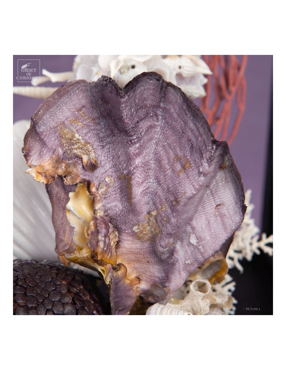 Composition marine sous globe Composition marine sous globe